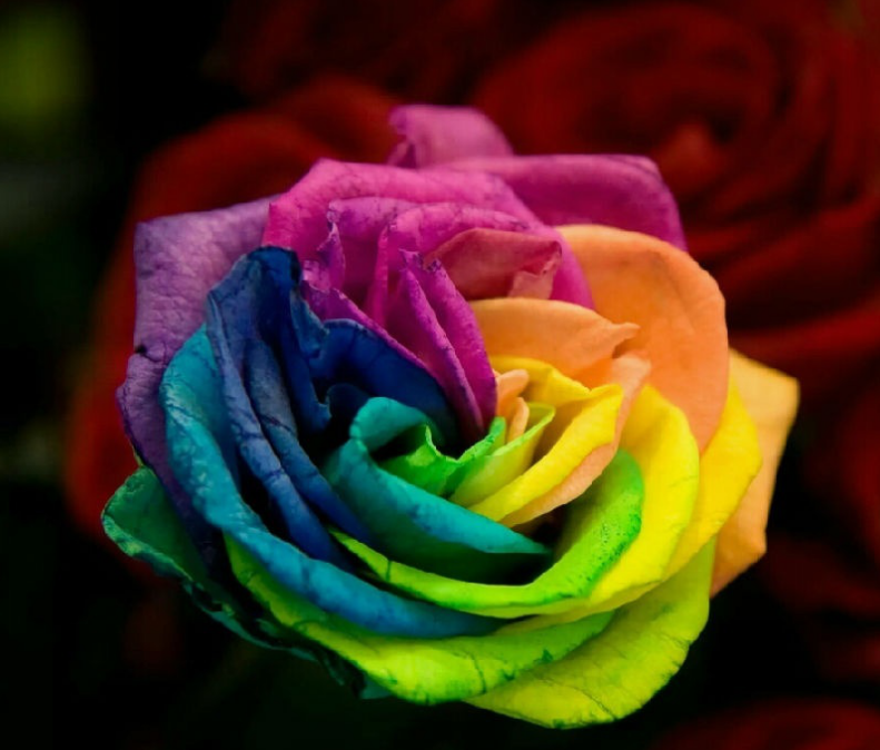 七色堇 幸福的七种颜色 百科ta说