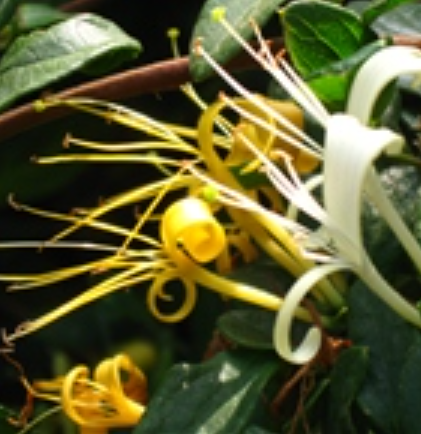 山金银花