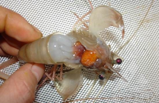 罗氏沼虾肌肉白浊病是由诺达病毒引起的发生在罗氏沼虾身上的一种病害