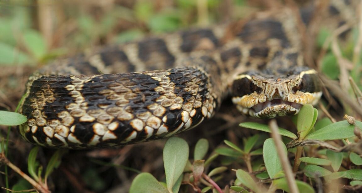 颊窝/2987108" data-lemmaid="2987108">颊窝 /a>的中小型管牙类毒蛇