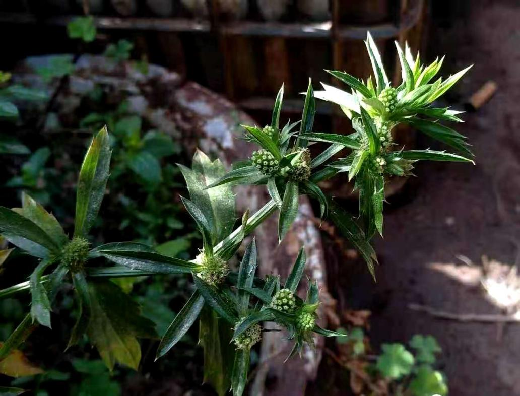 刺芹，傣族人不可缺少的香料植物，英国人眼中独特的“幽灵”花卉_百科TA说