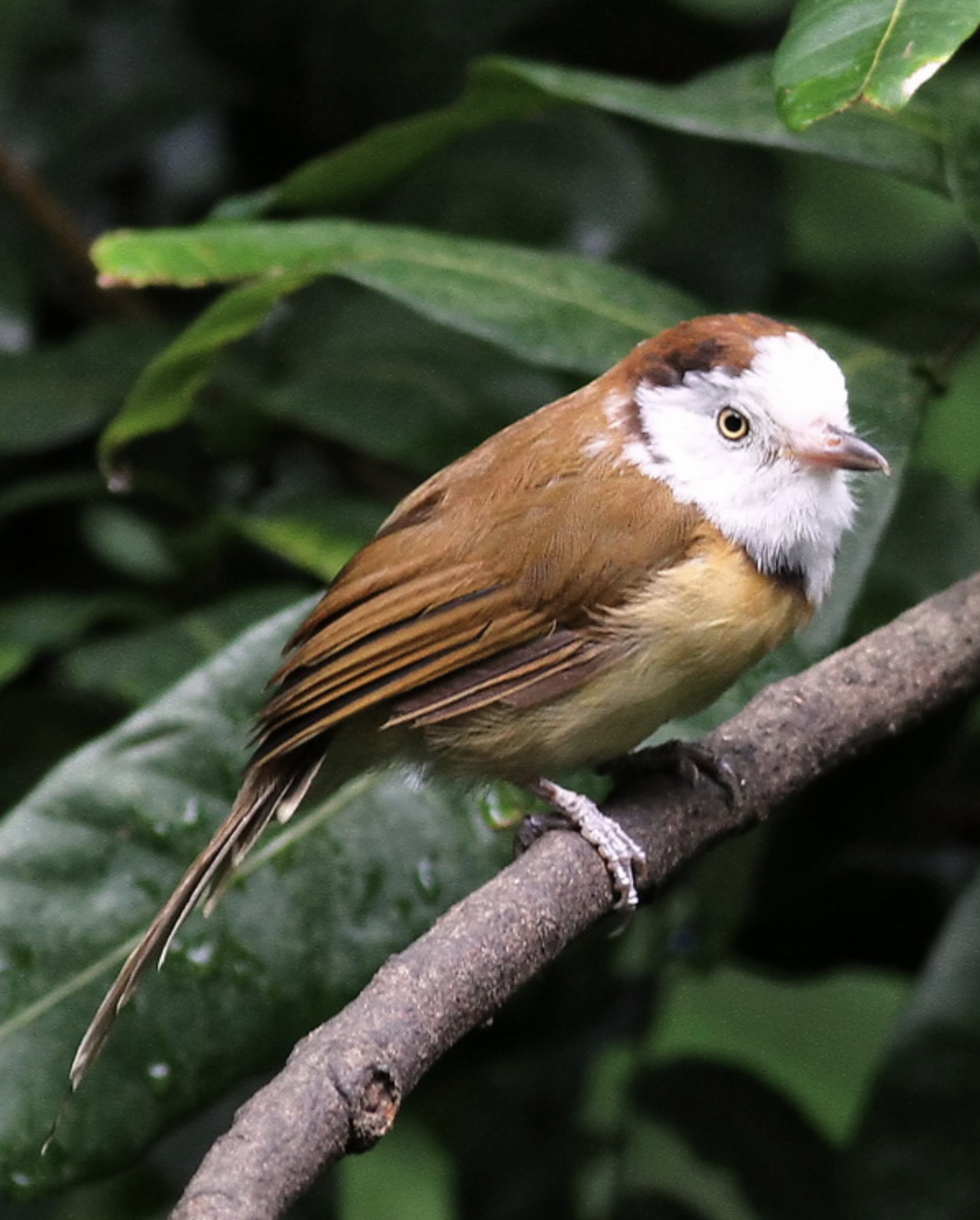  p>白头鵙鹛(学名: i>gampsorhynchus rufulus /i>)是雀眉科,白头鵙鹛