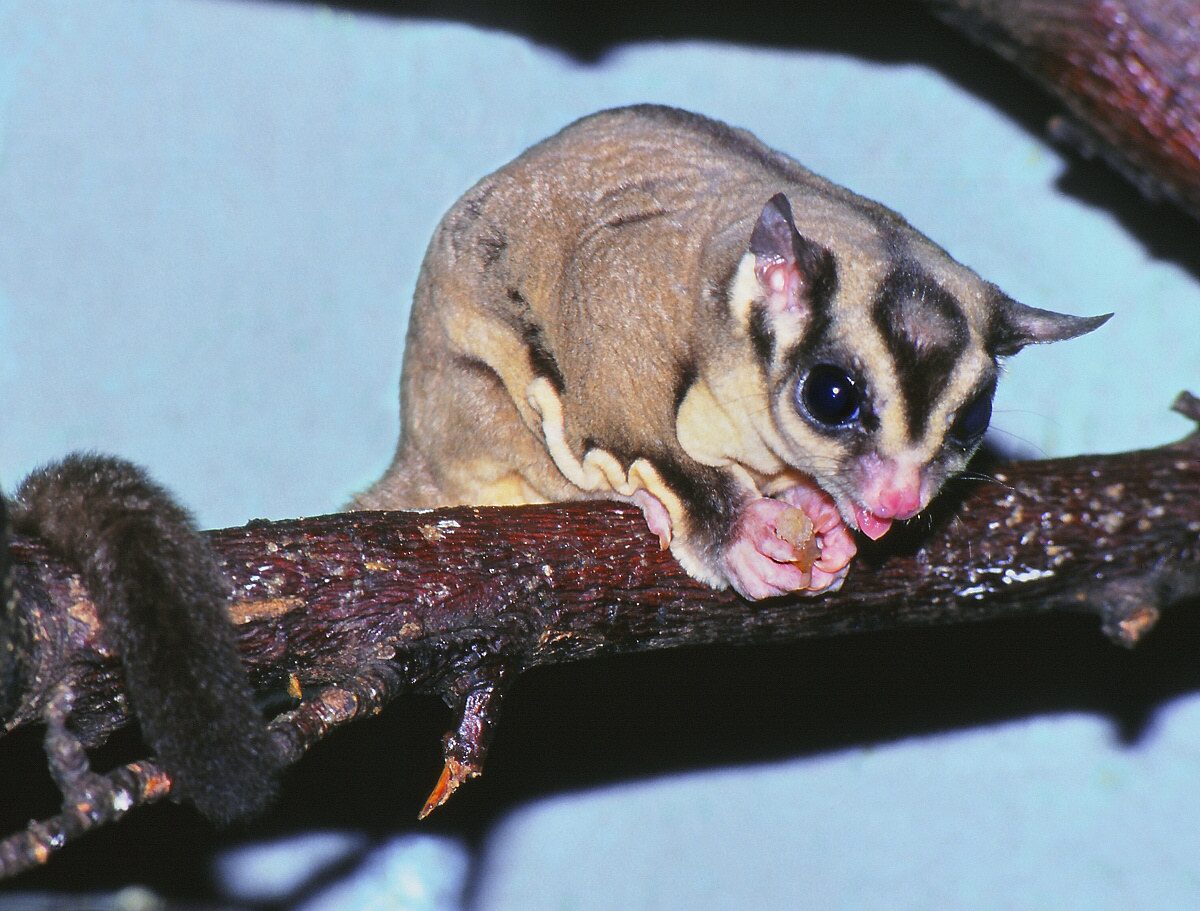  p>蜜袋鼯(学名:petaurus breviceps)是袋鼯科,袋鼯属哺乳动物.