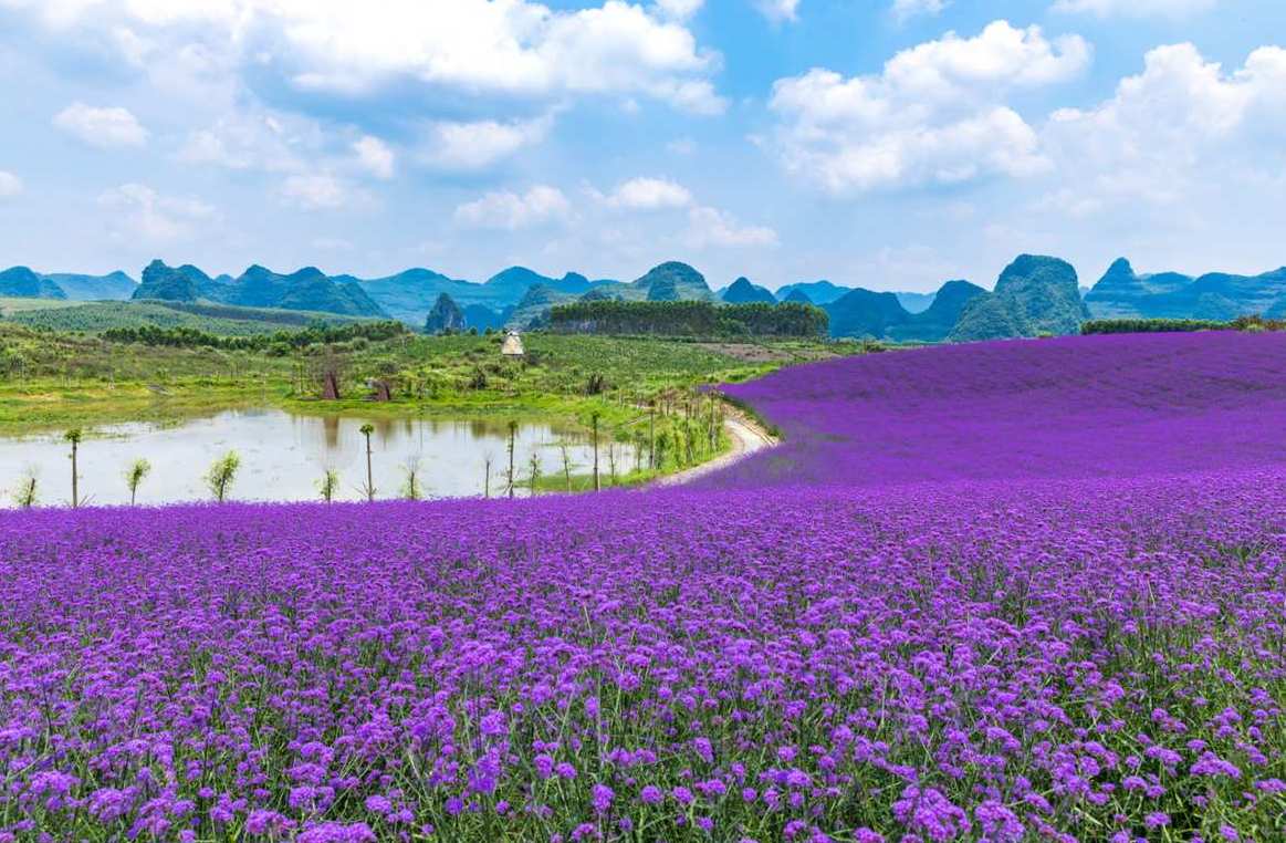  p data-id="gnb4i6ld09">忻城薰衣草庄园位于广西来宾市忻城县,由
