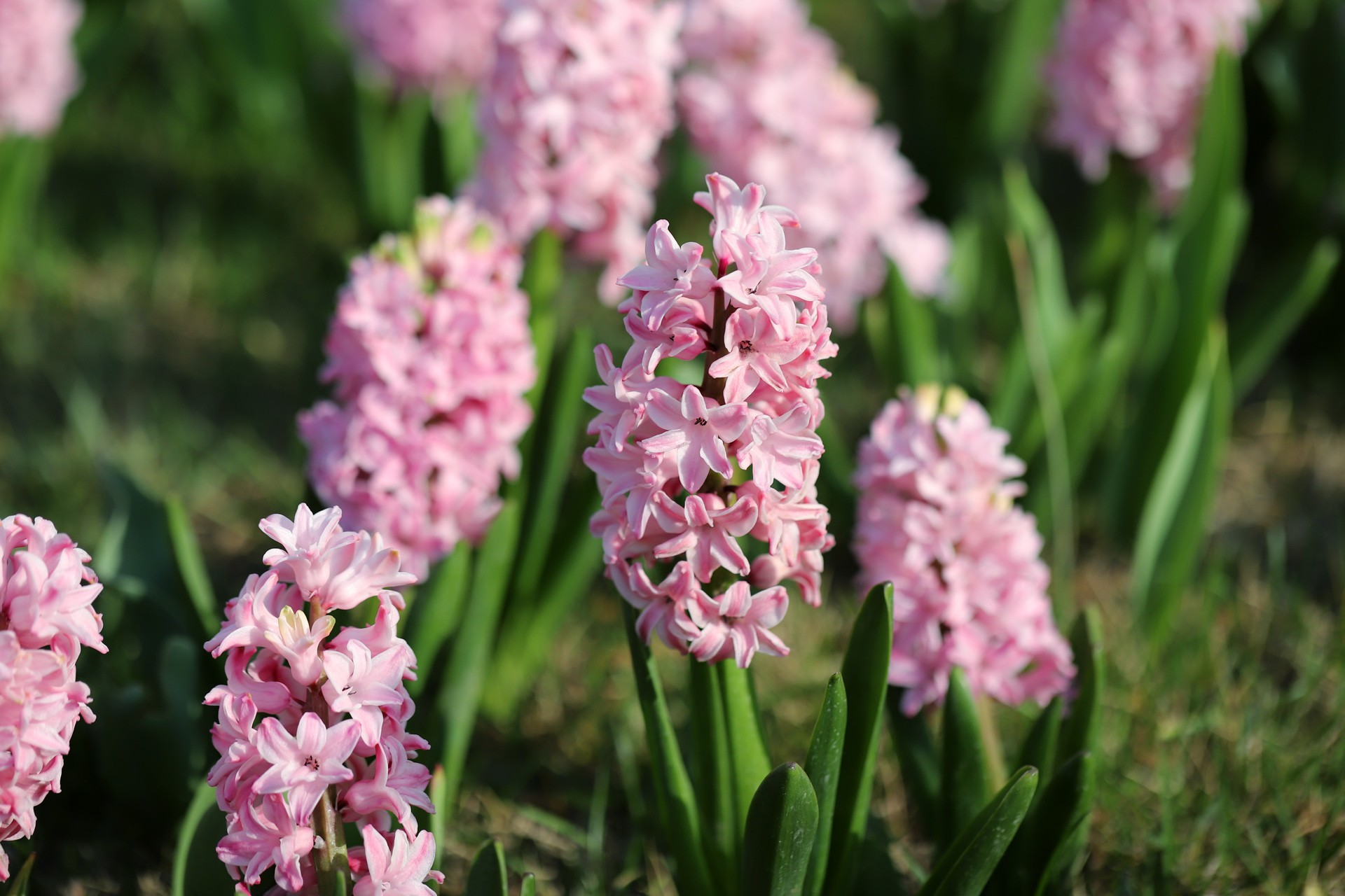  p>风信子(学名: i>hyacinthus orientalis /i> l.