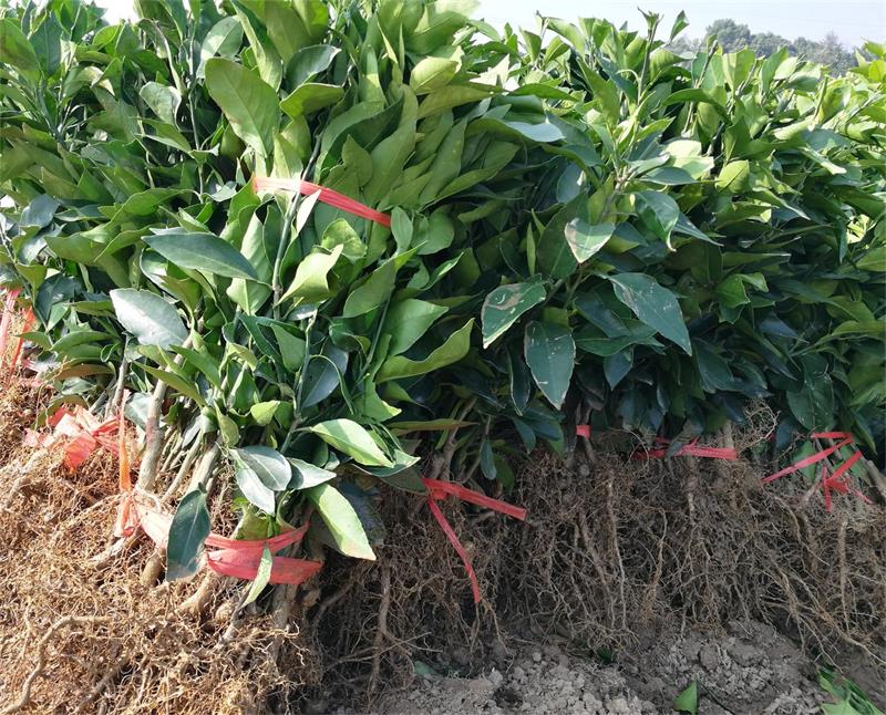  p data-id="gnco1d38fp">红美人(学名: i>c