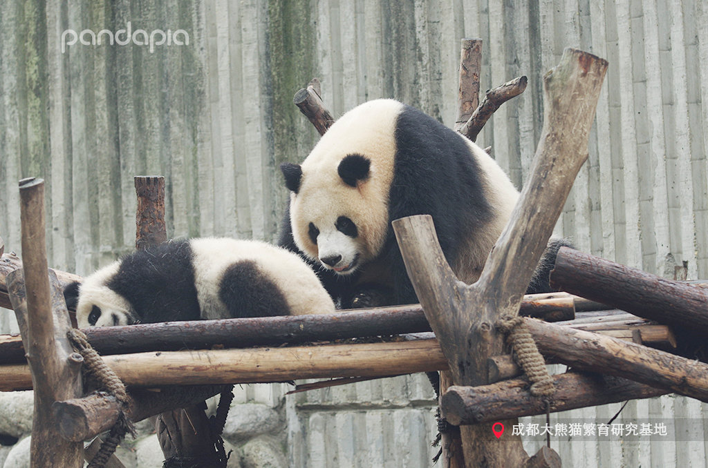 "t3u4okaunojg">润玥, a target="_blank" href="/item/大熊猫/34935"