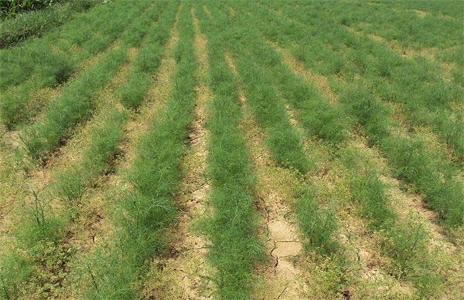 伞形科孜然芹属的一年生或二年生草本植物,除果实外全株光滑无毛;叶柄