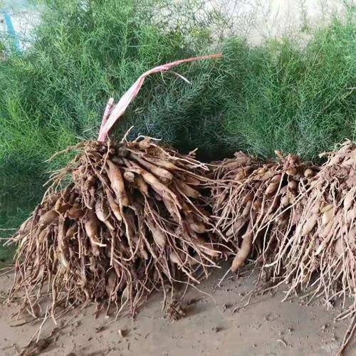 天门冬（天门冬科天门冬属植物）_百度百科