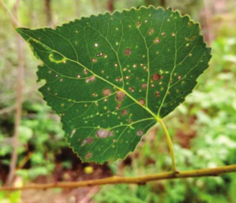 href="/item/杨树/3452" data