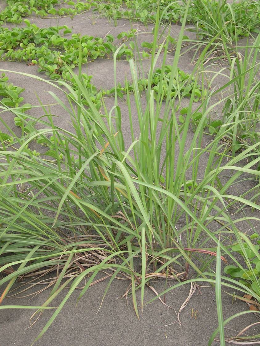 kuntze),禾本科茅根属草本植物,须根细而柔韧;叶鞘无毛,叶片为