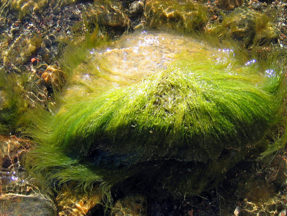 target="_blank" href="/item/藻类植物/1235488" data-lemmaid="