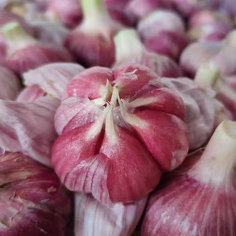 应县紫皮蒜