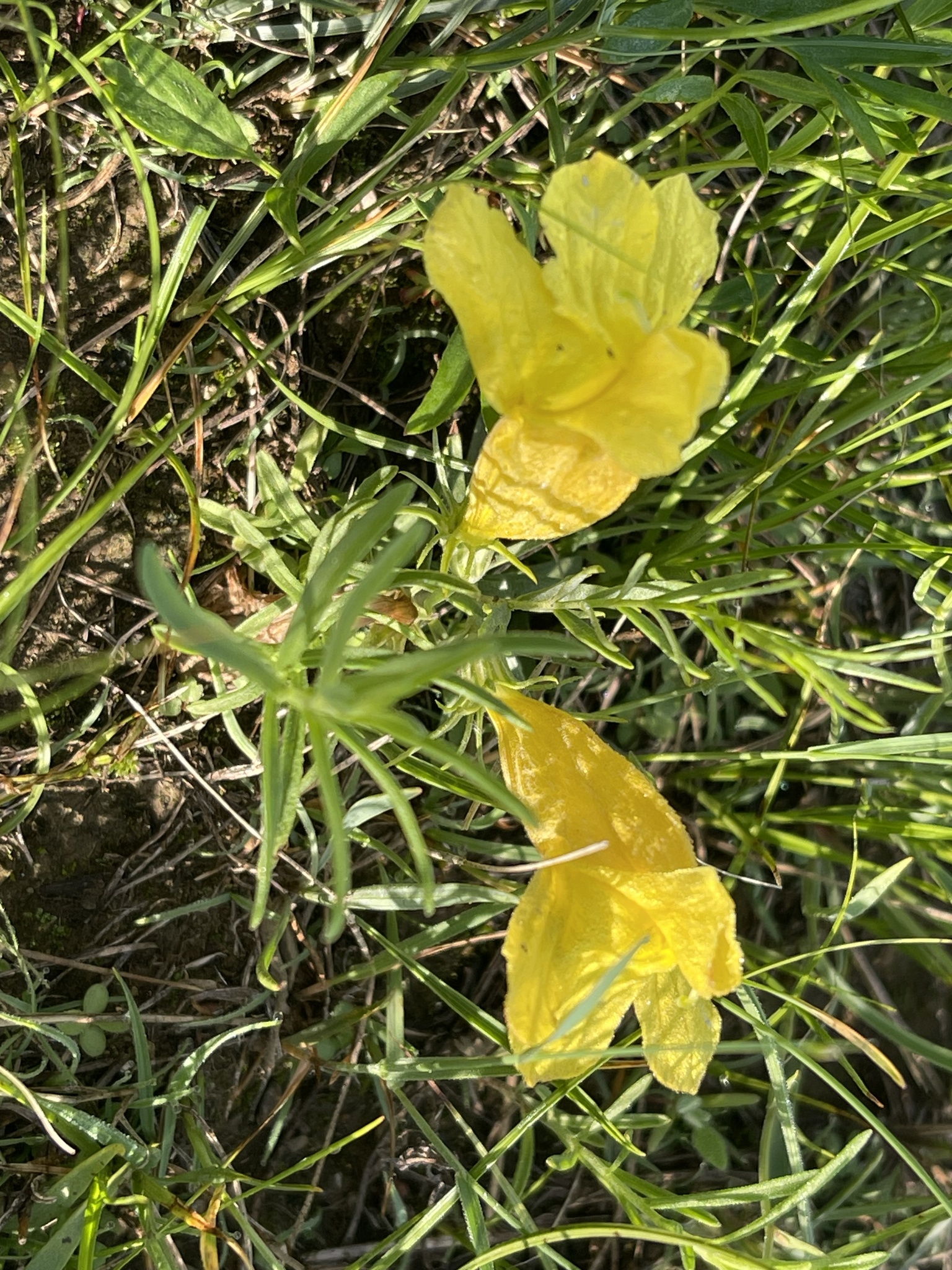 大黄花