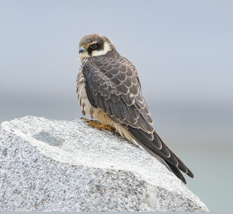  p>燕隼(学名: i>falco subbuteo /i>):是隼科,隼属的鸟类.