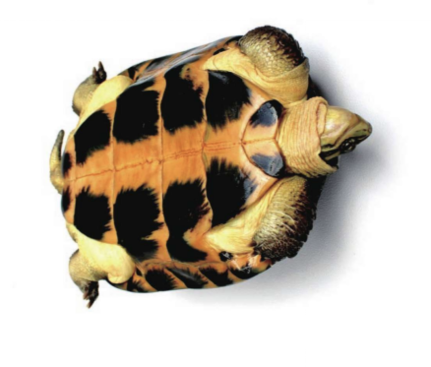  p>广西拟水龟(学名: i>mauremys guangxiensis /i>)是龟科,拟水龟属