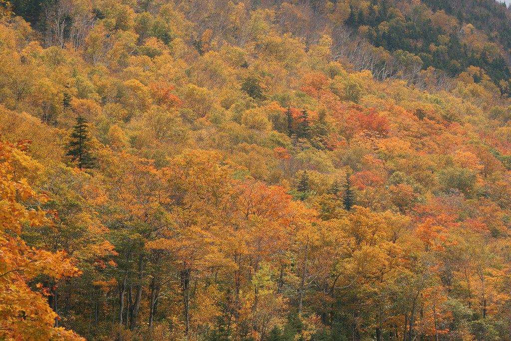  p data-id="go0onz94cv">落叶阔叶林是 a target="_blank" href="