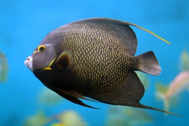 兰氏燕尾七夕鱼