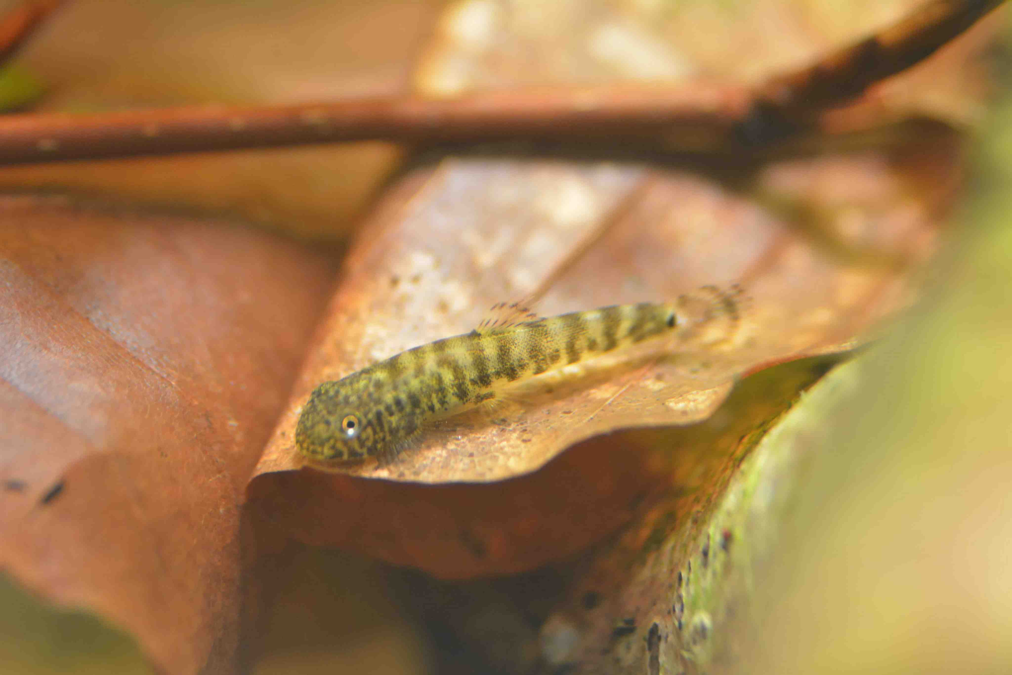 (liang, 1942),为 a target="_blank" href="/item/平鳍鳅科">平鳍鳅