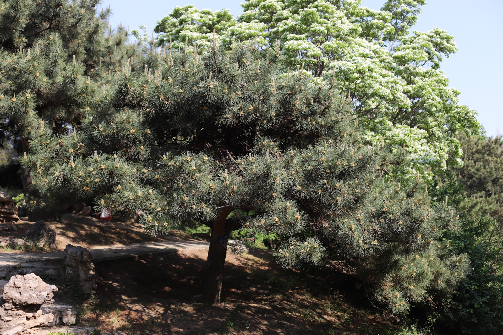  p>油松(学名: i>pinus tabuliformis /i> carr.