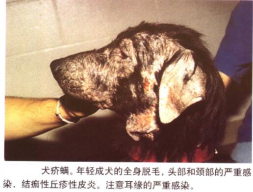 犬疥螨病