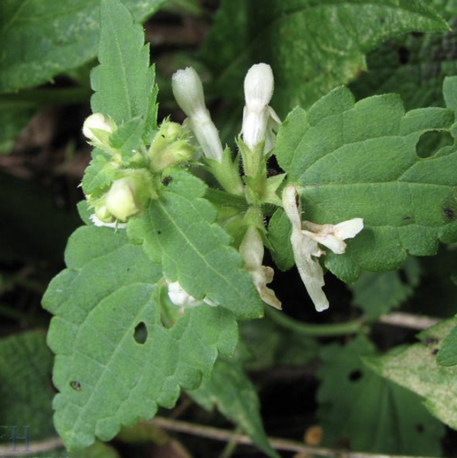  p data-id="tyqxv1zsdtak">宝塔菜,别名甘露子,唇形科多年生草本植物