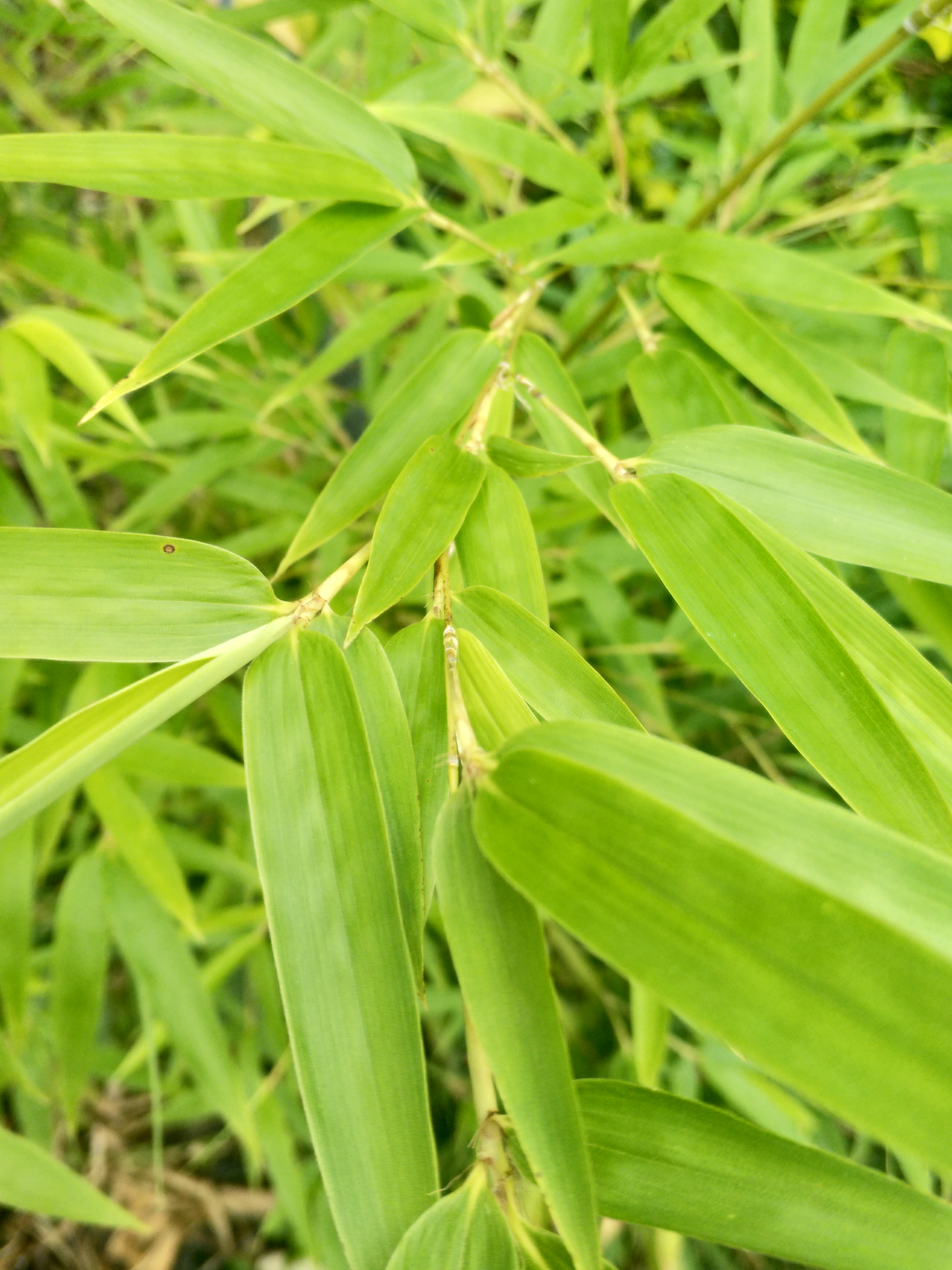data-lemmaid="2458872">禾本科 /a>竹属植物的叶