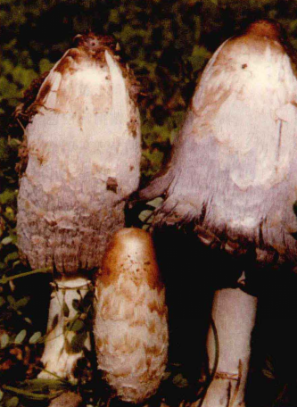  p>毛头鬼伞(学名: i>coprinus comatus /i>)是鬼伞科,鬼伞属 a