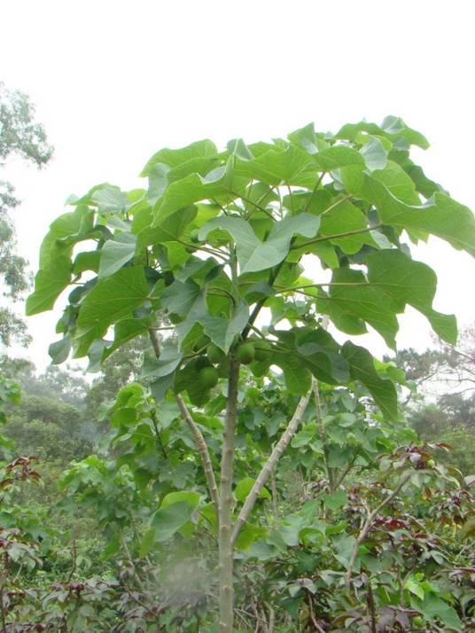 麻疯树（中药）_百度百科