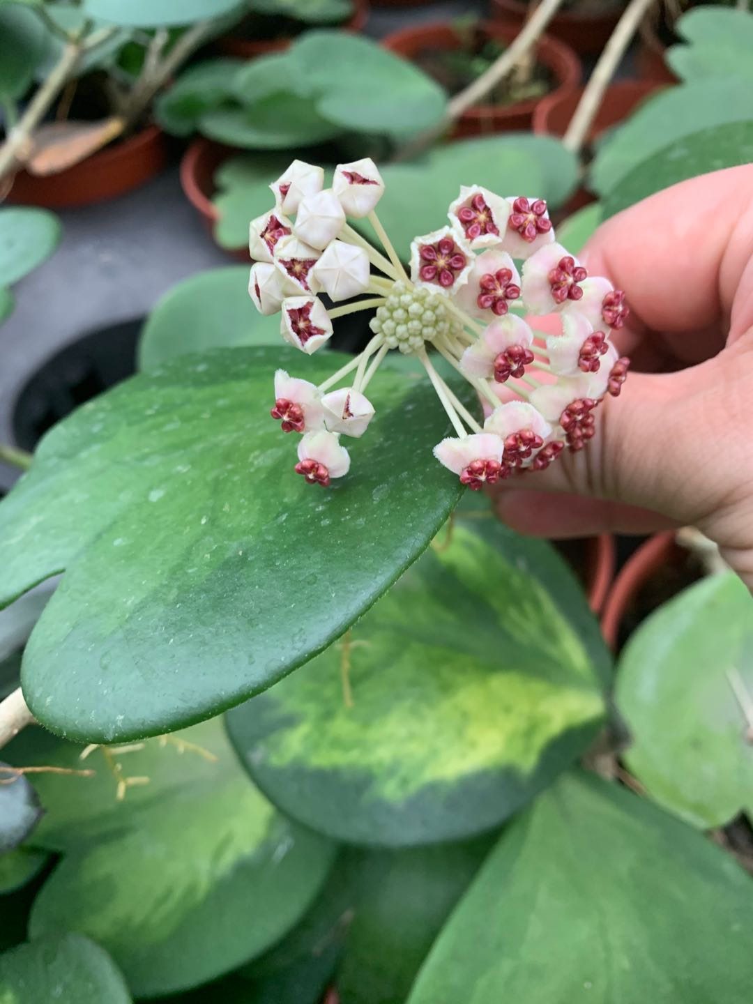 心叶球兰花
