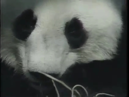  p data-id="gnvjr99wnc">成成,大熊猫,雌性,谱系号297.