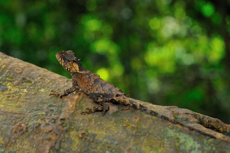  p>丽棘蜥(学名: i>acanthosaura lepidogaster /i>)是鬣蜥科,棘蜥属