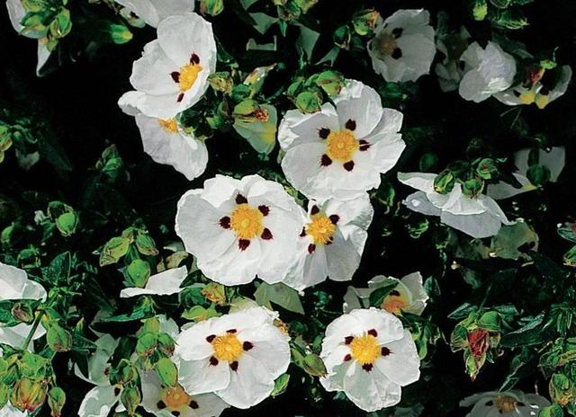  p data-id="tzp3blygp6bz">岩蔷薇( i>cistus creticus /i> l.