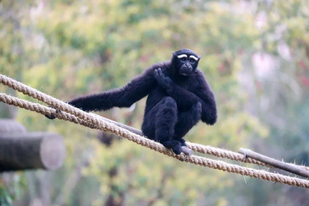 东部白眉长臂猿