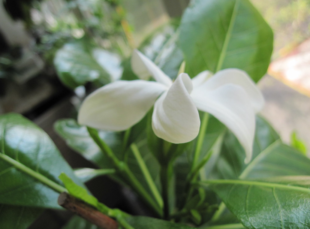  p>塔希提岛栀子(学名: i>gardenia /i>  i>taitensis /i> dc.