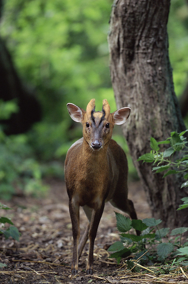 ="gnazffyew8">贡山麂(学名: i>muntiacus gongshanensis /i>)是鹿科