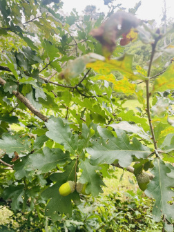 栎属_百度百科