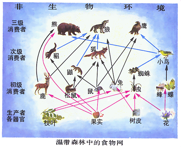  p>食物链(food chain)是英国动物生态学家 a target="_blank" href="