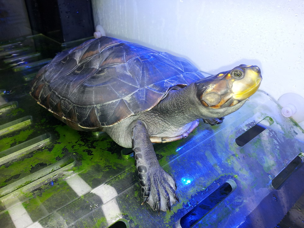 成年个体重约1千克,属中型龟类.