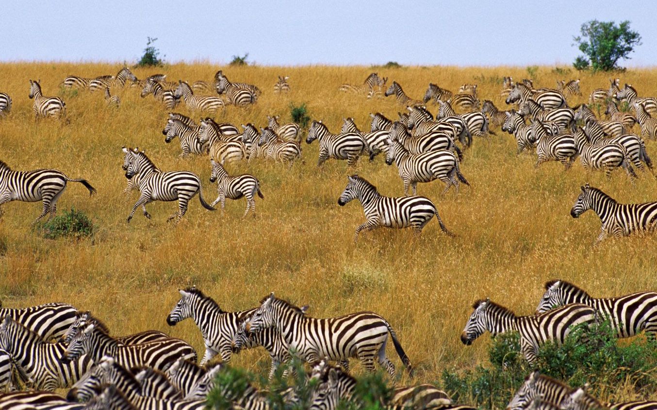 斑马大迁徙
