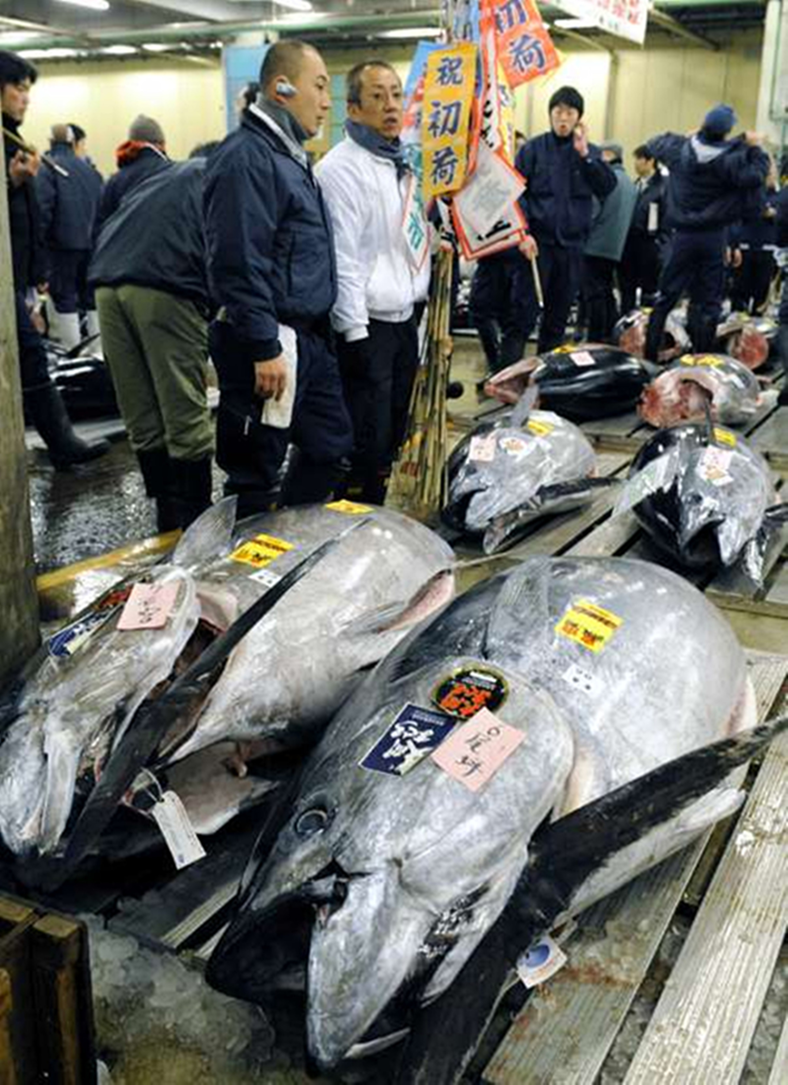  p>蓝鳍吞拿鱼(bluefin tuna)即 a href="#" data-lemmaid="2161792">