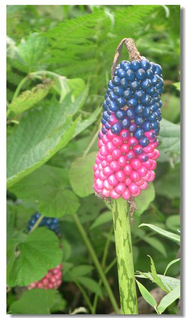 为天南星科,魔芋属草本植物,有球形块茎;叶为叉指状复叶,于花后抽出