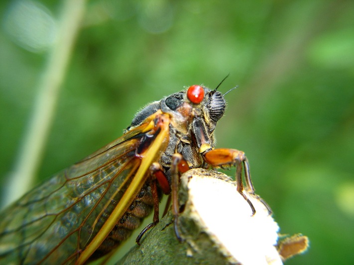  p>十七年蝉,同翅目.北美洲一种穴居十七年才能化羽而出的蝉.