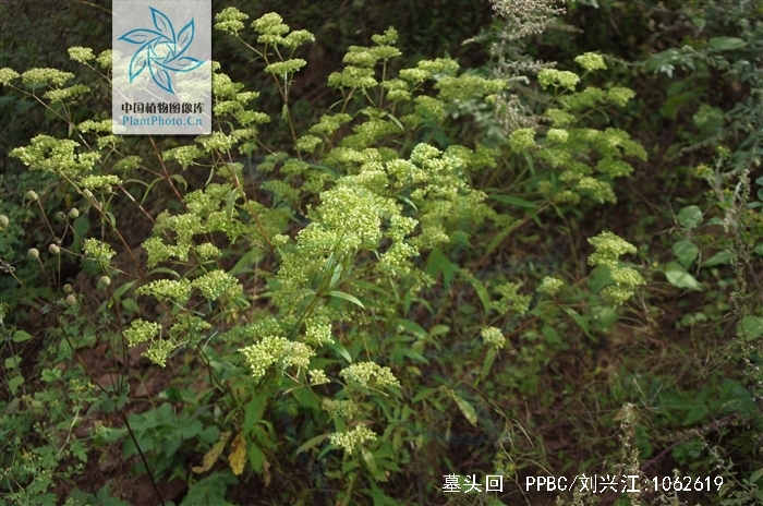  p>墓头回为败酱科植物糙叶败酱( i>patrinia rupestris  /i>(pall.
