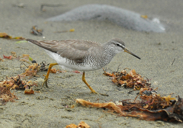 heteroscelus brevipes