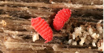  p>红跳虫,生活在潮湿,高温的环境中,主食腐朽木材. /p>