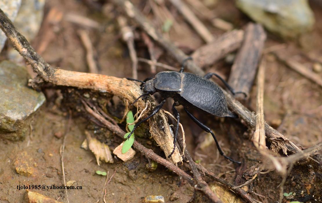  p>虎甲科  i>cicindelidae /i>,指的是 a href="#" data-lemmaid="