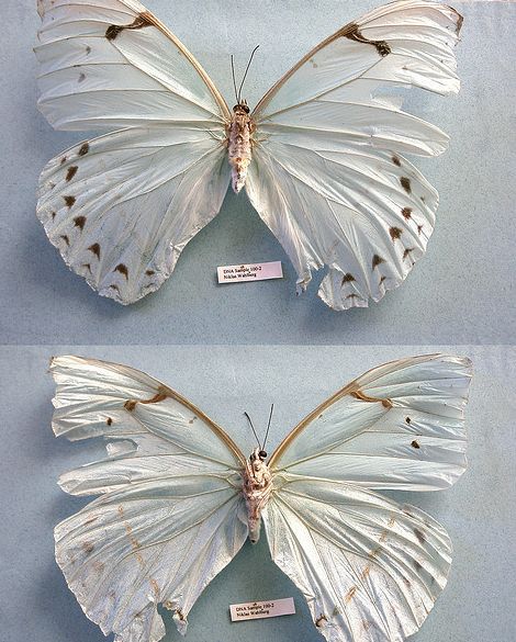  p>肯特闪蝶,morpho catenarius,鳞翅目 a target="_blank" href="