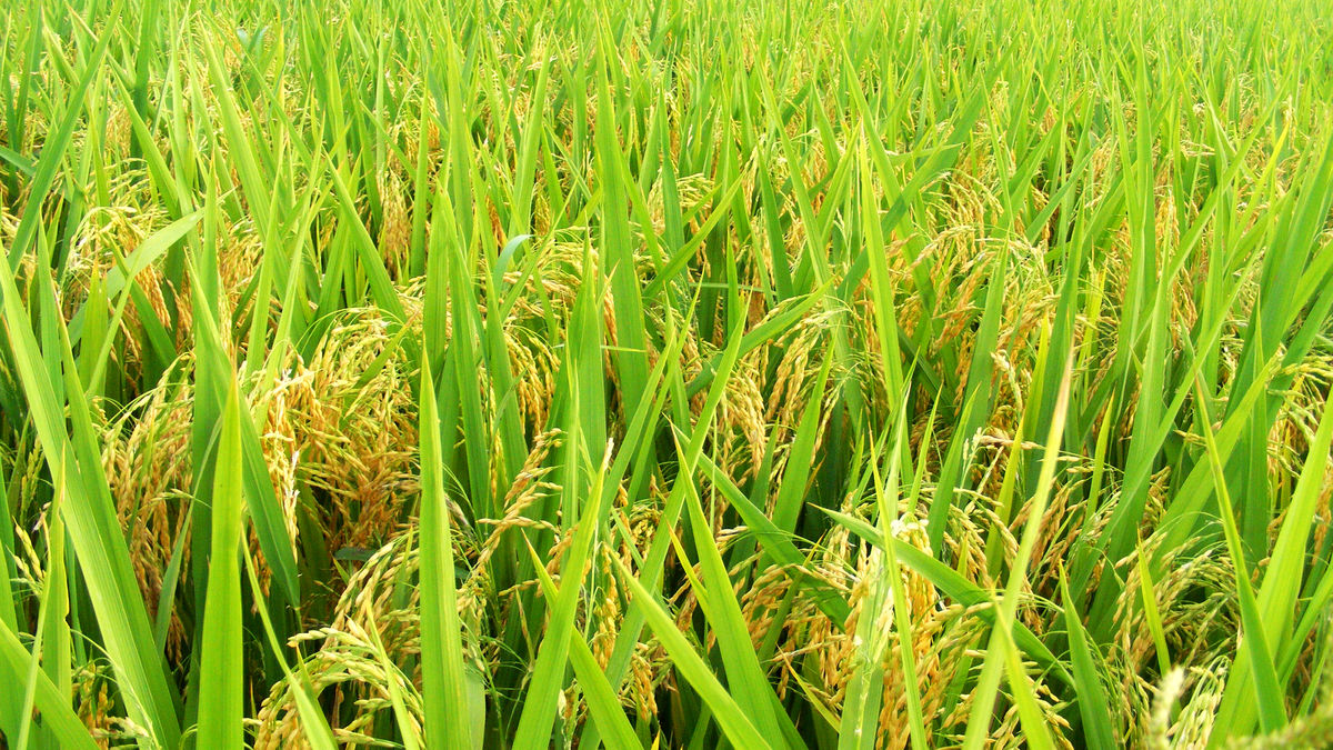 通称水稻,是禾本科一年生水生草本.秆直立,高0.5-1.5米,随品种而异.