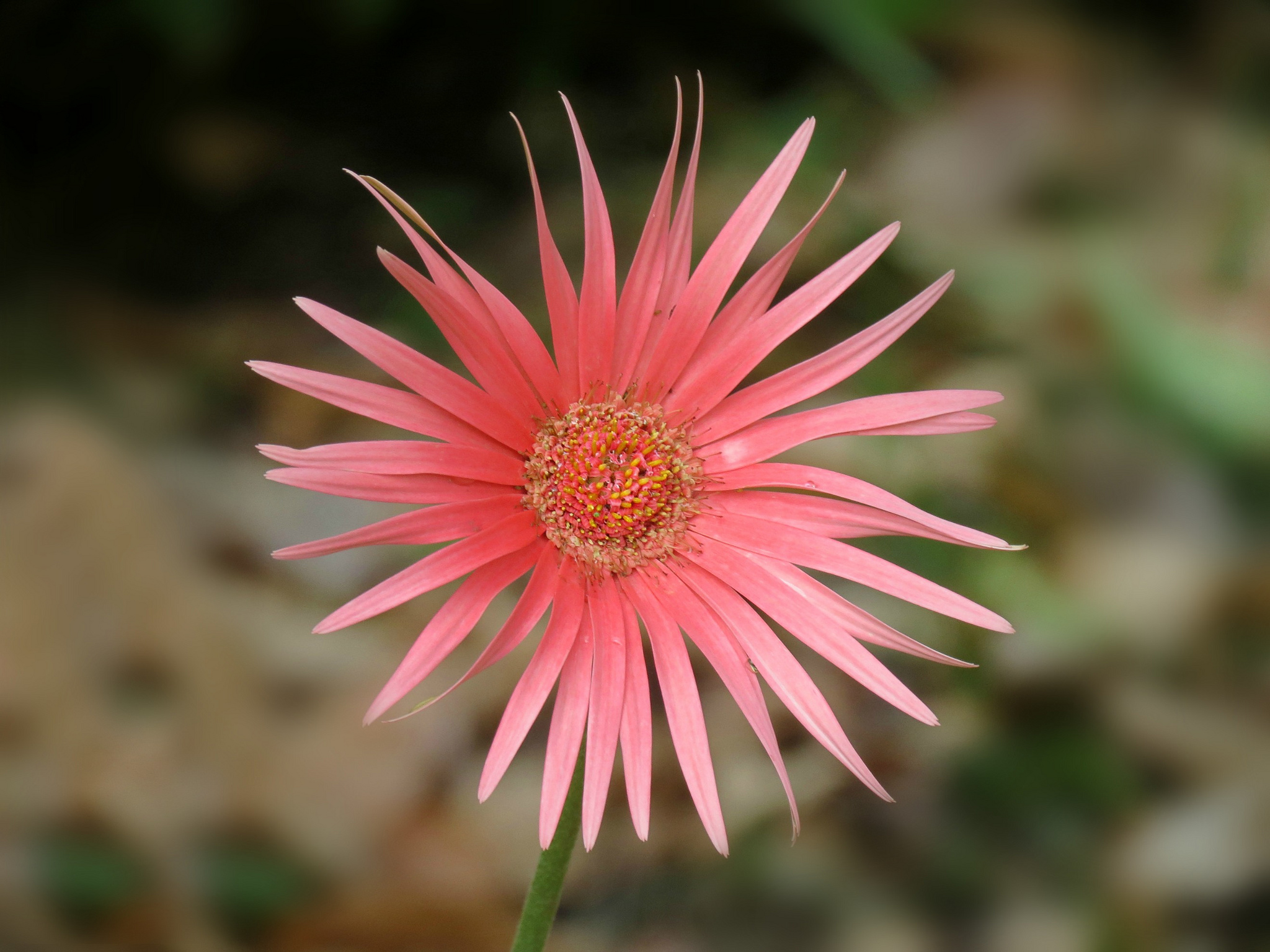 gerbera jamesonii bolus